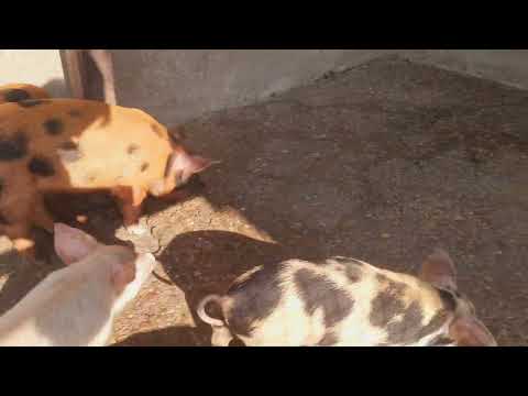 Baby piglet of different breed