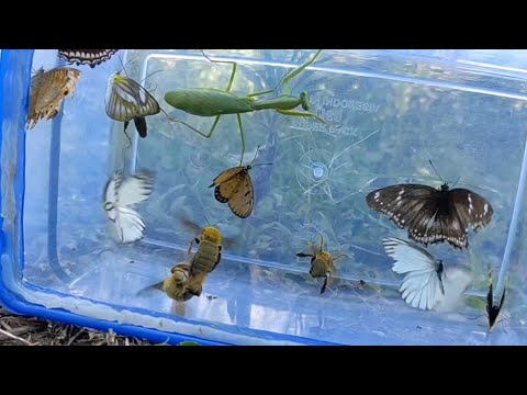 when wasps, butterflies, javelins and praying mantises meet each other