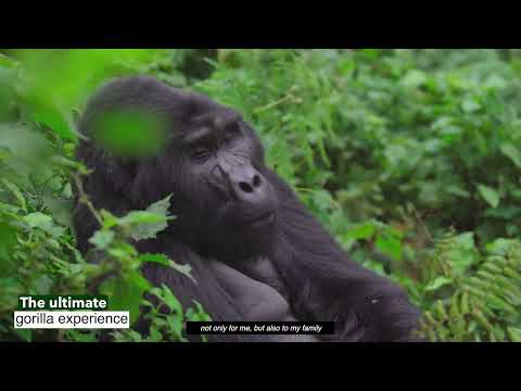 Magic Of Bwindi