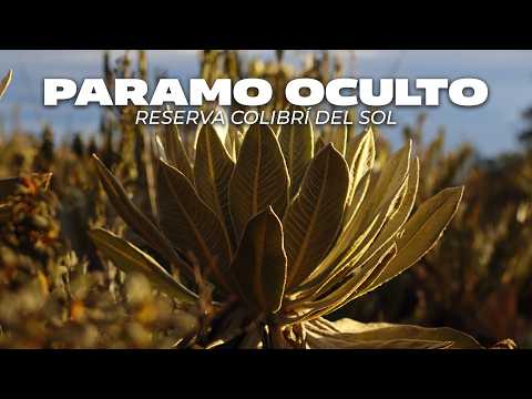 Así VISITÉ el Páramo del Sol (aunque está cerrado) | Urrao Antioquia 🌿
