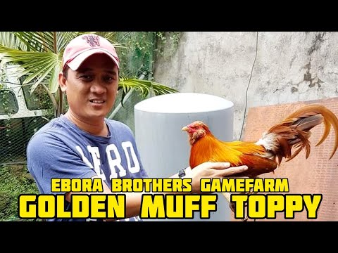 Golden Muff Toppy of Ebora Brothers Gamefarm in Batangas Philippines by Elvin Ebora