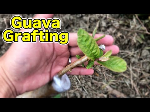 , title : 'グァバの接木，成功するためには？How to graft guava, how to succeed?'