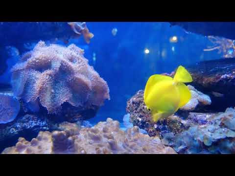 Under the Red Sea 4K - Incredible Underwater World - Relaxation Video with Original Sound (NO LOOP)