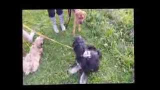 Lenny beim Training 09 2013