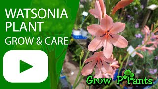 Watsonia plant