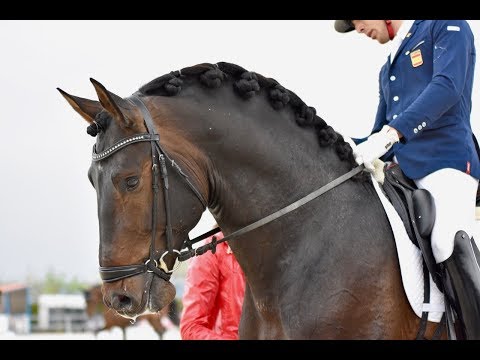 ANDALUSIAN STALLION - SIETE DE SUSAETA- DEBUT