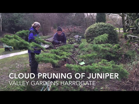Cloud pruning  of Juniper Valley Gardens Feb 2017