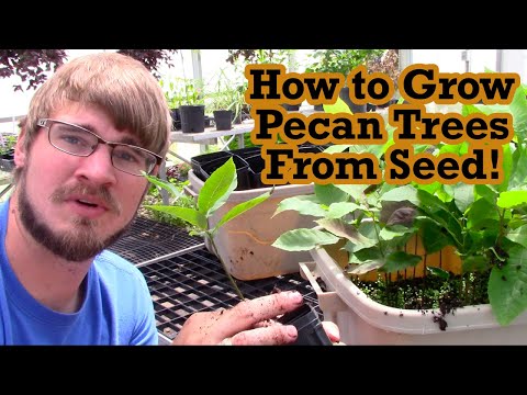 How to Grow Pecan Trees From Seed!