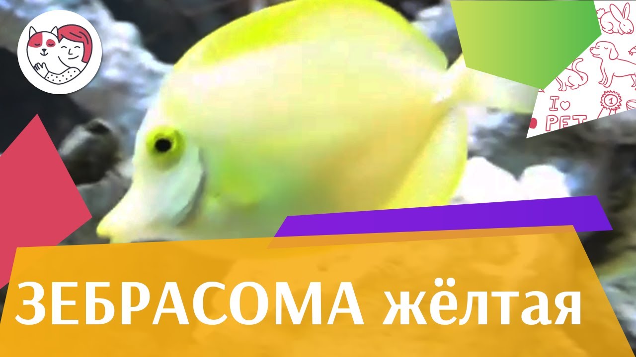 Зебрасома желтая Среда обитания на ilikepet