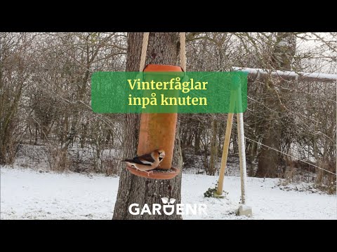 Vinterfåglar inpå knuten - Trädgårdshacks med GardenR