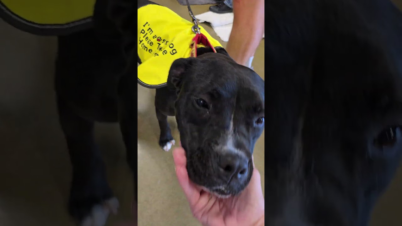 Enlarge Claressa Shields, a Adoptable mixed breed in Enid, OK video 6/6