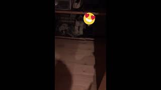 帰宅後の幸せ動画💕ドゥードゥルとパピヨンのお出迎え