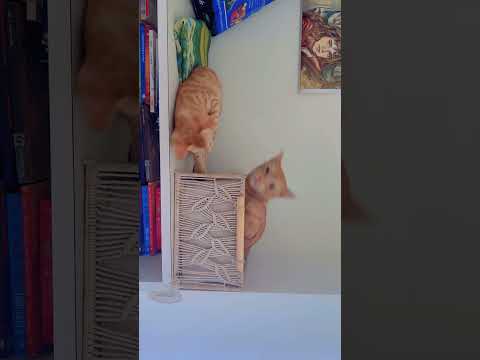 #cat #orangecat #catlove #catvideos