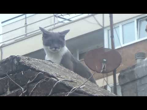 Jasper the Cat - Video 02