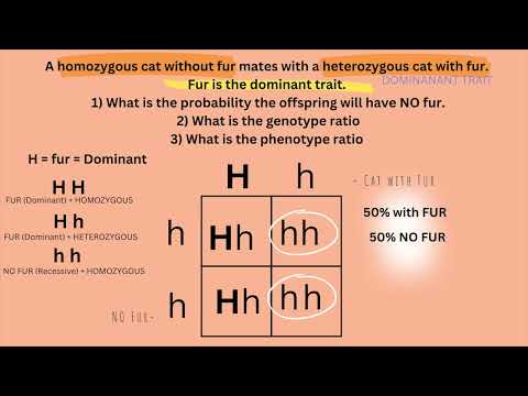 ATI TEAS 7 I Punnett squares I Biology I