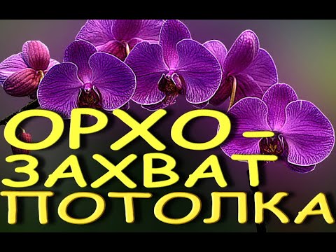 ПОТОЛОК для ОРХИДЕЙ:теперь они и ТАМ! Орхозахват потолка.