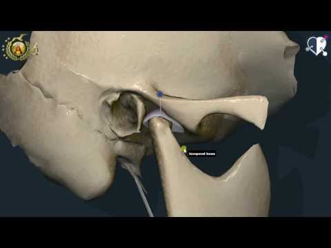 Temporomandibular Joint