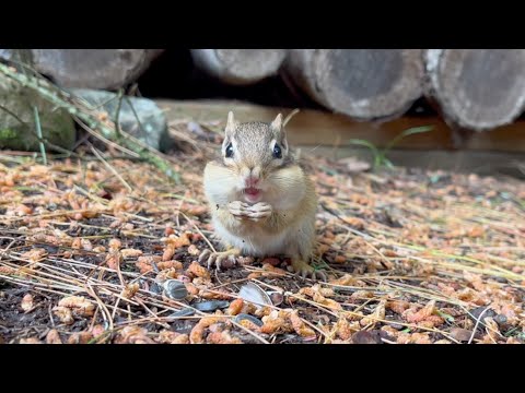 우리집에 번갈아 오는 자매