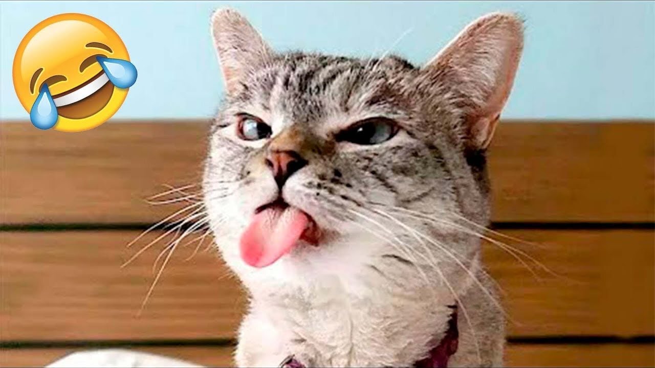 Funny Animals 2024 😂 Cute Cat And Dog Funny Videos 😸 Part 229