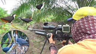 Download lagu Wow, hunting for ruak ruak, a group came ❗ mp3