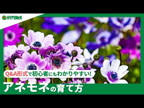 秋のアネモネの切り方:遅咲きの人にはこれが必要 トピックス