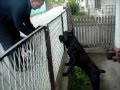 Top 10 Most Capable Guard Dogs - YouTube