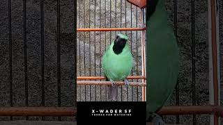 Download lagu BEBECI CUCAK IJO BANYUWANGI mp3