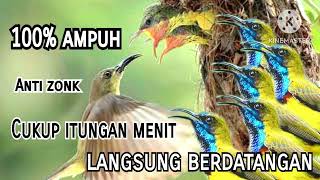 Download lagu Suara Pikat Anakan Burung Sogok Ontong||100%Ampuh||Anti Zonk mp3