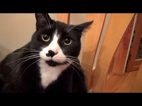 Cats Make The Best Pets Because.... - YouTube