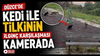 Düzcede Kedi İle Tilkinin İlginç Karşılaşması Kamerada