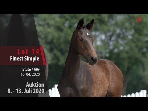Online Auktion 9. - 13. Juli: Lot 14 Finest Simple Stute v.Franziskus - Show Star