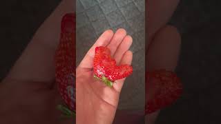 可哀想ないちご🍓 #感動 #ネタ