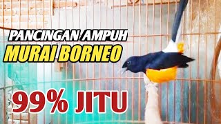 Download lagu BIKIN EMOSI // PANCINGAN MB BORNEO HUTAN KALIMANTAN ,MENGUNDANG EMOSI MURAI LAIN AUTO GA MAU DIAM mp3