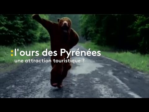 Vu des régions : L'ours des Pyrénées