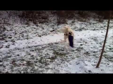 Sparky Happy Together Movie