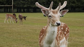 World Class Lenses on the Blackmagic Pocket 6K - Zeiss Compact Primes Review