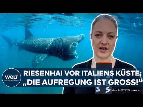 ITALIEN: Riesenhai an der Küste von Triest gesichtet - er ist größer als der weiße Hai!
