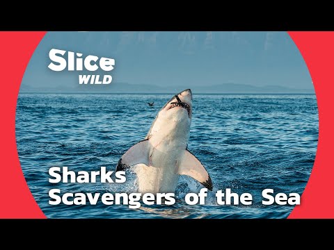Sharks, Scavengers of the Sea | SLICE WILD