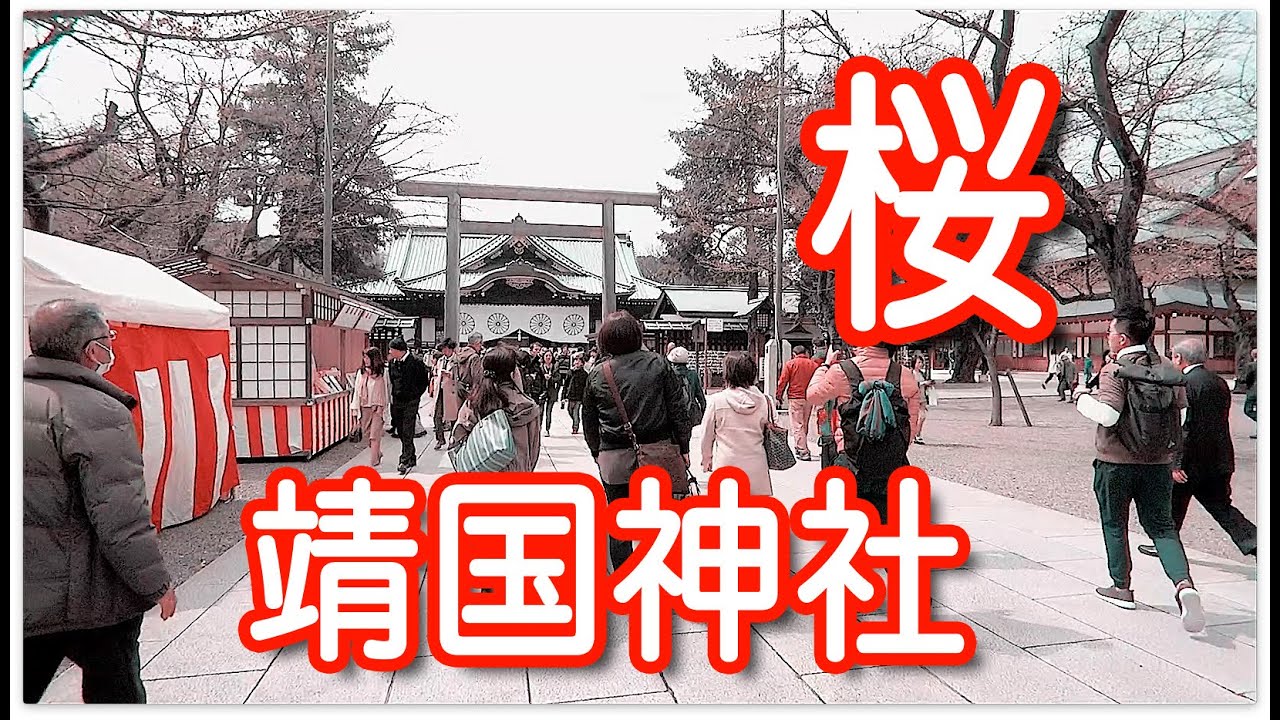 東京の桜 靖国神社標本木開花