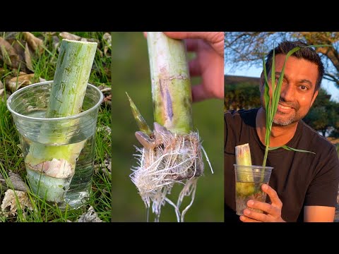 Easiest Way to Grow Sugarcane