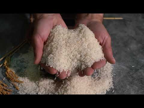 Cultura do arroz no Baixo Mondego, Figueira da Foz