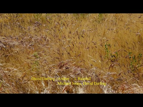 David Darling : Amber - I. Rainfall