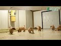 Golden Retriever dogs for sale: Butch - Video 1