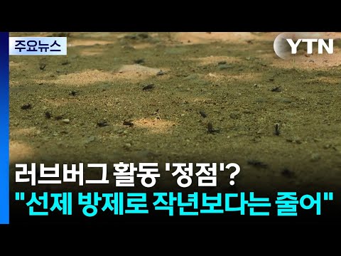 러브버그 활동 '정점'?..."선제 방제로 작년보다는 줄어" / YTN