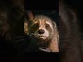 Maine Royaan Ft Rocket Racoon Rocket Sad Status GOTG Vol 3 Shorts