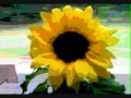 Everclear - Sunflowers