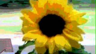 Everclear - Sunflowers