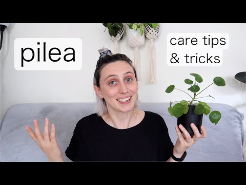 PILEA PEPEROMIOIDES Care | Chinese Money Plant Tips & Tricks