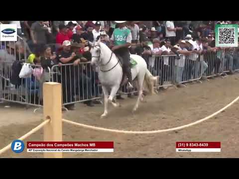 Melhores Cavalos de Marcha Batida Mangalarga Marchador 2023 competindo o grande,voz Mário Figueiredo