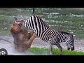Zebra Wildlife Savannah Jungle Africa In Hindi